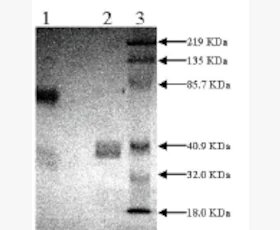 Антитела моноклональные мышиные Anti-TPA Tissue Plasminogen Activator, 200 мкг, Abcam, ab27418