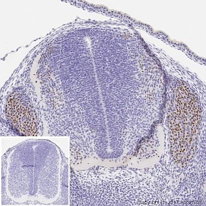Антитела поликлональные кроличьи Anti-Islet 1 antibody - Ne. St. C. Marker, 100 мкг, Abcam, ab20670