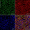 Антитела моноклональные мышиные Anti-CD44 [F10-44-2], 100 мкл