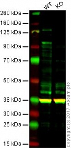 Антитела моноклональные мышиные Anti-ATF6, 50 мкг, Abcam, ab122897