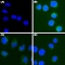 Антитела мышиные моноклональные Anti-CEACAM6 [9A6], 100 мкл
