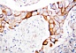 Антитела поликлональные кроличьи Anti-CD18 antibody, 100 мкг