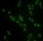 Антитела моноклональные мышиные Anti-GBA antibody, 100 мкг