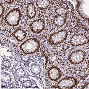 Вторичные антитела Goat Anti-Rabbit IgG H&L (HRP), 500 мкг, Abcam, ab205718