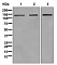 Антитела моноклональные кроличьи Anti-DNA Ligase I antibody [EPR12464], 100 мкл