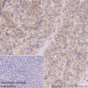 Антитела моноклональные кроличьи Anti-Junctional Adhesion antibody [EP1042Y], 100 мкл, Abcam, ab52647