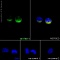 Антитела кроличьи моноклональные Anti-beta I Tubulin [EPR16778], 100 мкл