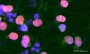 Антитела поликлональные кроличьи Anti-Oct4 antibody, 100 мкг