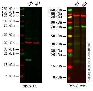Антитела моноклональные кроличьи Anti-Bax antibody [E63], 100 мкл, Abcam, ab32503