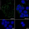 Антитела моноклональные кроличьи Anti-SCF antibody [EP665Y], 100 мкл