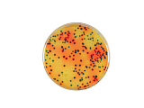 Хромогенная среда RAPID’E.coli O157:H7
