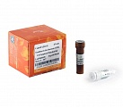 Набор для детекции клеточного апоптоза TransDetect® In Situ Fluorescein TUNEL Apoptosis Detection Kit