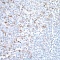 Антитела моноклональные кроличьи Recombinant Anti-TIGIT [BLR047F], 100 мкл
