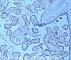Антитела поликлональные кроличьи Anti-TSG101 antibody, 50 мкг