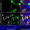 Антитела моноклональные кроличьи Anti-TNFRSF18 antibody [EPR20566], 100 мкл