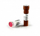 Смесь ингибиторов ProteinExt™ Protease Inhibitor Cocktail (100×)