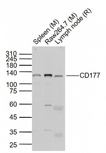 Антитела поликлональные кроличьи Anti-CD177 antibody, 100 мкл, Abcam, ab203025