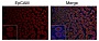 Антитела моноклональные мышиные Anti-EpCAM antibody [AUA1], 100 мкг
