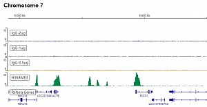 Антитела моноклональные кроличьи IgG, [EPR25A], Abcam, ab172730