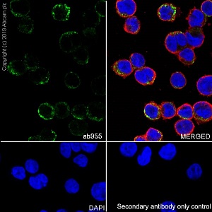 Антитела моноклональные мышиные Anti-CD68 antibody [KP1], 500 мкл, Abcam, ab955