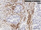 Моноклональное антитело Anti-Fibroblast activation protein, 100 мкл