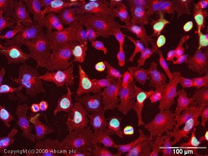 Антитела поликлональные кроличьи Anti-CENPF antibody, 50 мкл, Abcam, ab5