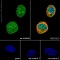 Антитела моноклональные кроличьи Anti-ERK1 + ERK2 antibody [EPR17526], 100 мкл