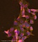 Антитела моноклональные мышиные Anti-TNF Receptor II [MR2-1], 500 мкл