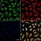 Антитела поликлональные кроличьи Anti-beta Tubulin antibody, 100 мкг