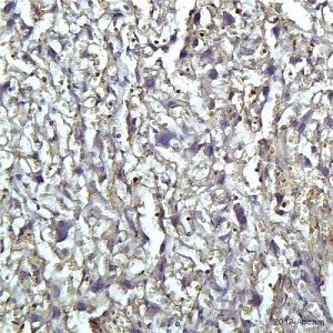Вторичные антитела поликлональные кроличьи Rabbit Anti-Rat IgG H&L (HRP), 1 мг, Abcam, ab6734