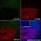 Антитела моноклональные кроличьи Anti-CD4 antibody [EPR19514], 100 мкл