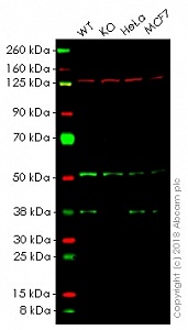 Антитела моноклональные кроличьи Anti-PRAS40 antibody [EPR6263(2)], 100 мкл, Abcam, ab151719