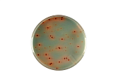 Хромогенная среда RAPID’Enterobacteriaceae, 3564004