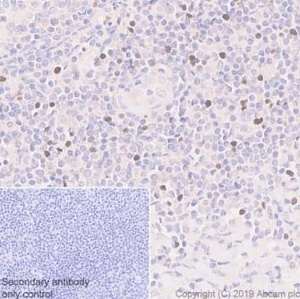 Антитела моноклональные мышиные Anti-FoxP3 antibody, 250 мкг, Abcam, ab20034