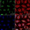 Антитела моноклональные мышиные Anti-Histone H3 (phospho S10) antibody, 100 мкг