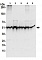 Антитела поликлональные кроличьи Anti-TIP49A antibody, 100 мкл