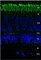Антитела моноклональные мышиные Anti-Rhodopsin [Rho 4D2], 100 мкл
