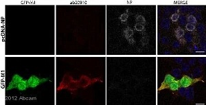 Антитела поликлональные козьи Anti-Matrix protein 1 antibody, 100 мкл, Abcam, ab20910