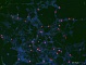 Антитела моноклональные крысиные Anti-Histone H3 (phospho S28), 100 мкл