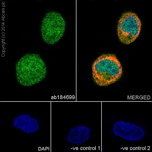 Антитела моноклональные кроличьи Anti-ERK1 + ERK2 antibody [EPR17526], 100 мкл, Abcam, ab184699