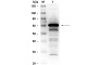 Антитела поликлональные кроличьи Anti-Human Serum Albumin antibody (Biotin), 100 мкл