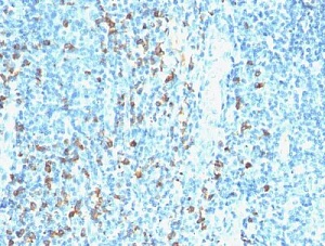 Антитела моноклональные мышиные Anti-Biotin [Hyb-8], 500 мкл, Abcam, ab201341