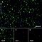 Антитела моноклональные кроличьи Anti-NeuN antibody [EPR12763] Neuronal Marker, 100 мкл