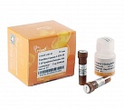Набор для детекции клеточного апоптоза TransDetect® Annexin V-FITC/PI Cell Apoptosis Detection Kit
