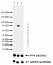 Антитела моноклональные кроличьи Anti-BTK (phospho Y223) antibody [EP420Y], 100 мкл