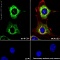 Антитела кроличьи моноклональные Anti-Adiponectin antibody [EPR17019], 100 мкл