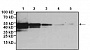 Антитела моноклональные мышиные Anti-DDDDK tag [FG4R], 50 мкл