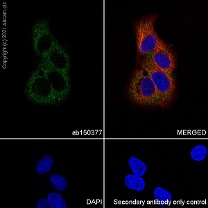 Антитела моноклональные кроличьи Anti-PKM2 antibody [EPR10138(B)], 10 мкл, Abcam, ab150377