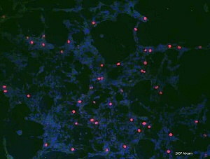 Антитела моноклональные крысиные Anti-Histone H3 (phospho S28), 100 мкл, Abcam, ab10543