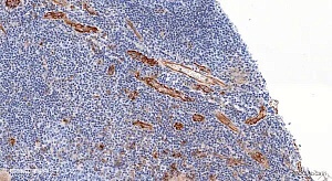 Антитела поликлональные кроличьи Anti-CD31 antibody, 500 мкл, Abcam, ab28364
